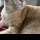lost cat in Denver, Colorado