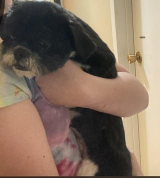 Found Pet in Omaha, Nebraska — listing photo