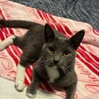 Lost Cat in Detroit, Michigan — Beautiful Boy in SE Michigan
