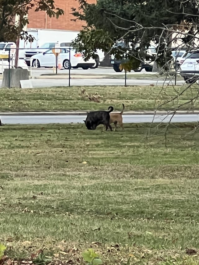 Lost Dog in Indianapolis, Indiana — Two stray (lost?) dogs spotted at Riverside Park