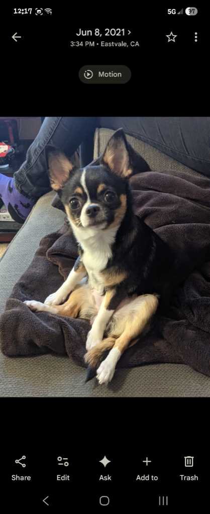 Lost Dog in Corona, California — listing photo