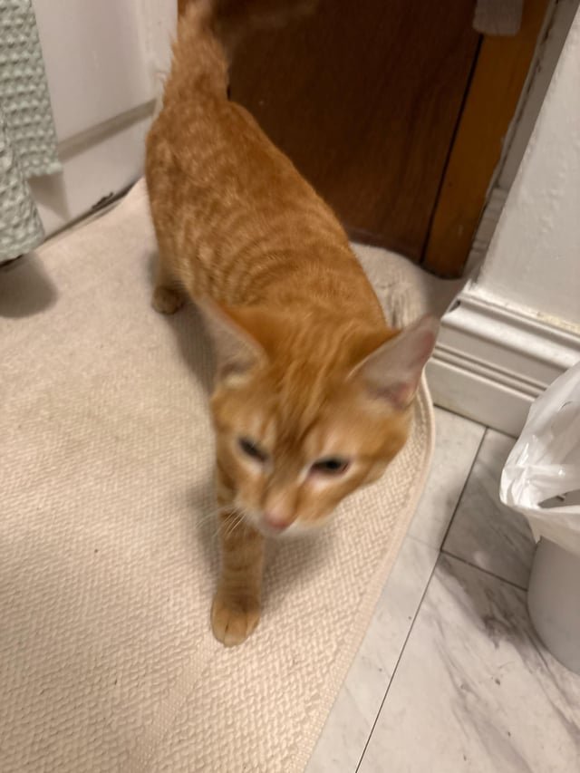 found cat in Chicago, Illinois