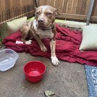 Found Dog in Fort Worth, Texas — listing photo