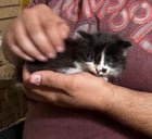 Found Cat in Oklahoma City, Oklahoma — listing photo