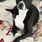 Found Dog in Louisville, Kentucky — Urgent Need of an Adopter or Foster for Daisy!