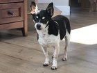 lost dog in Anchorage, Alaska