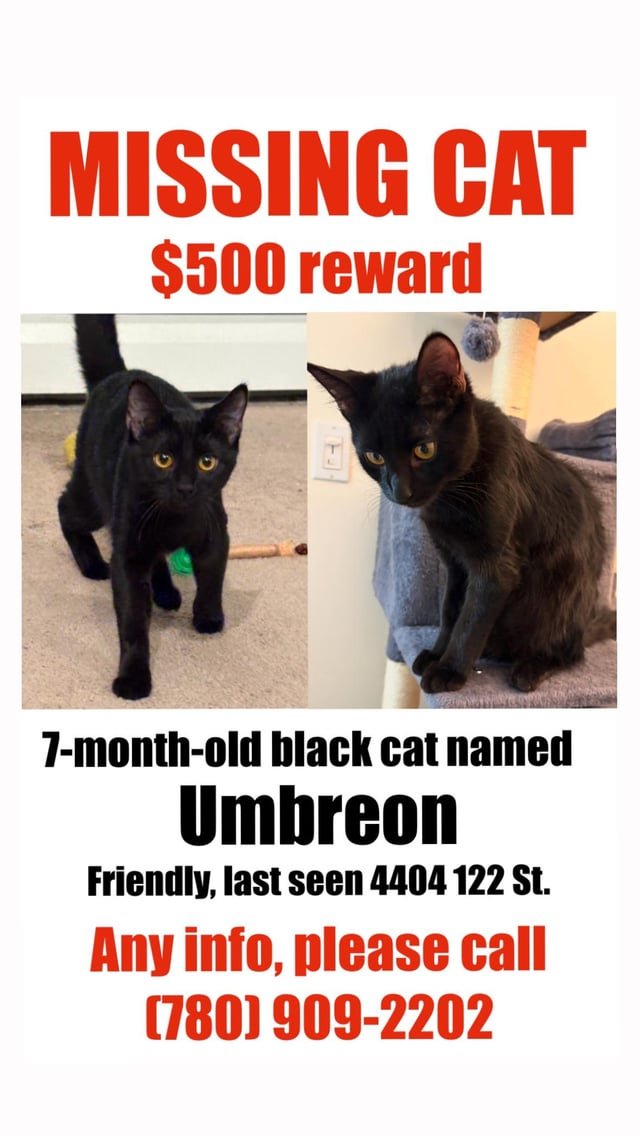 Lost Cat in K — listing photo