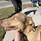Lost Dog in San Antonio, Texas — listing photo