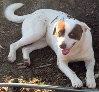 Lost Dog in Cleveland, Tennessee — listing photo