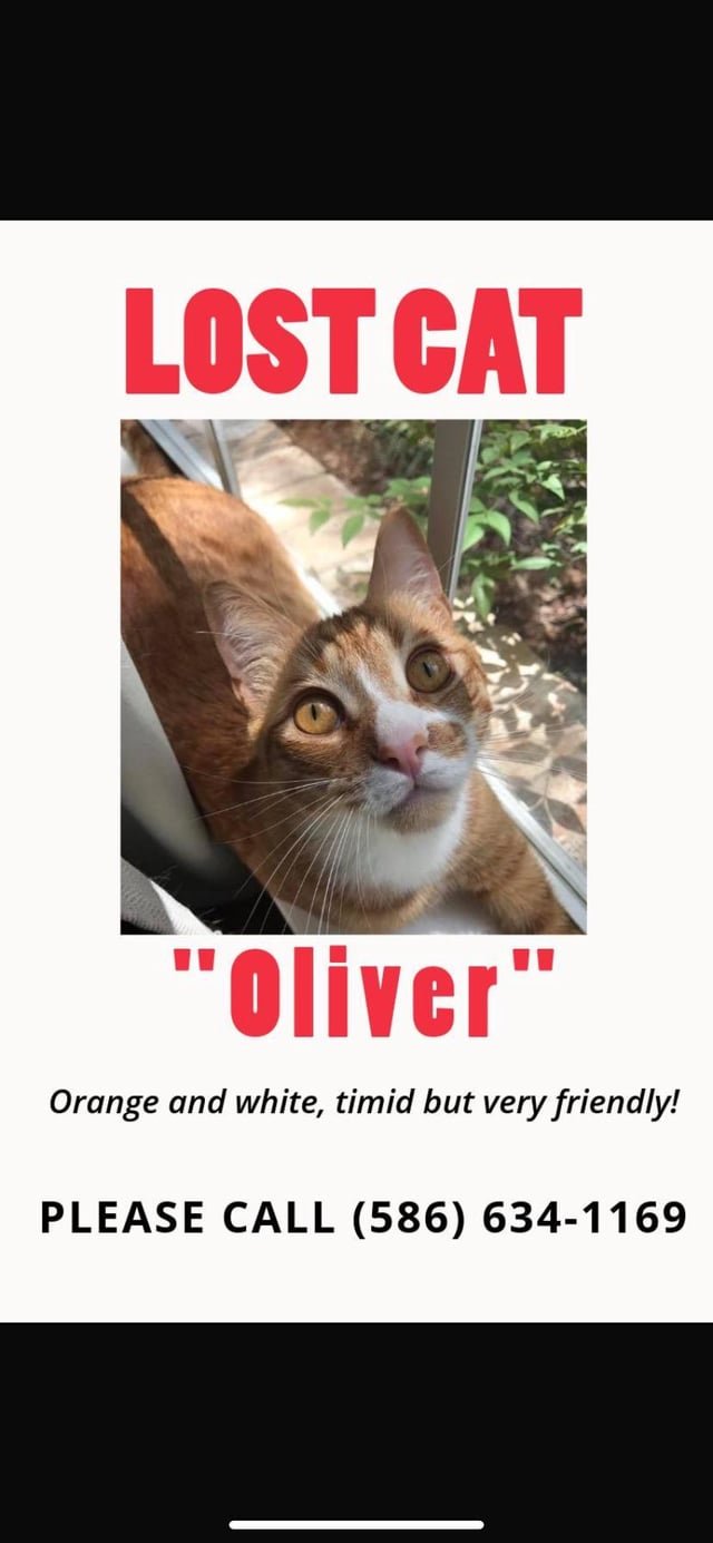 Lost Cat in Colorado Springs, Colorado — Went missing in north Colorado Springs
