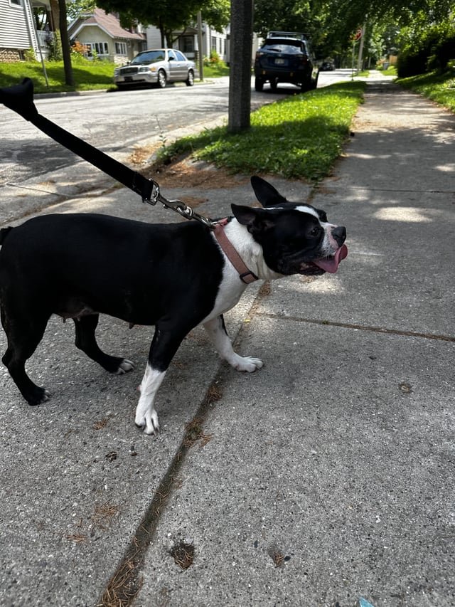 lost dog in Milwaukee, Wisconsin
