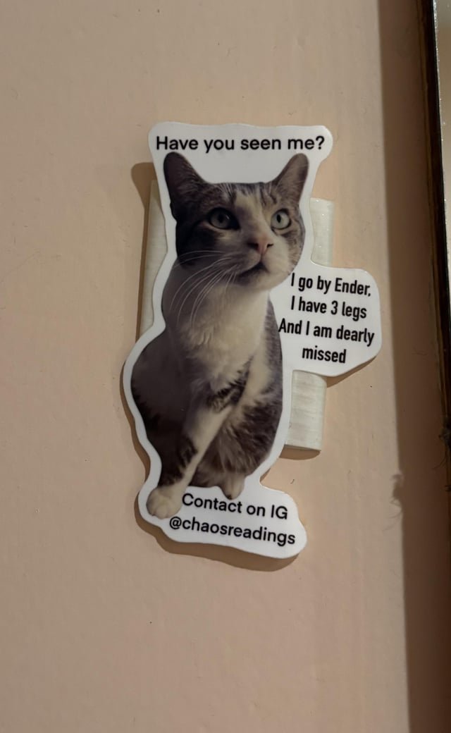 Lost Cat in Austin, Texas — listing photo