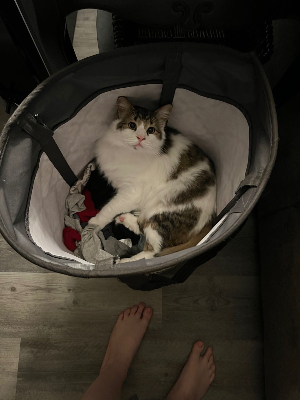 Lost Cat in S tryon — listing photo