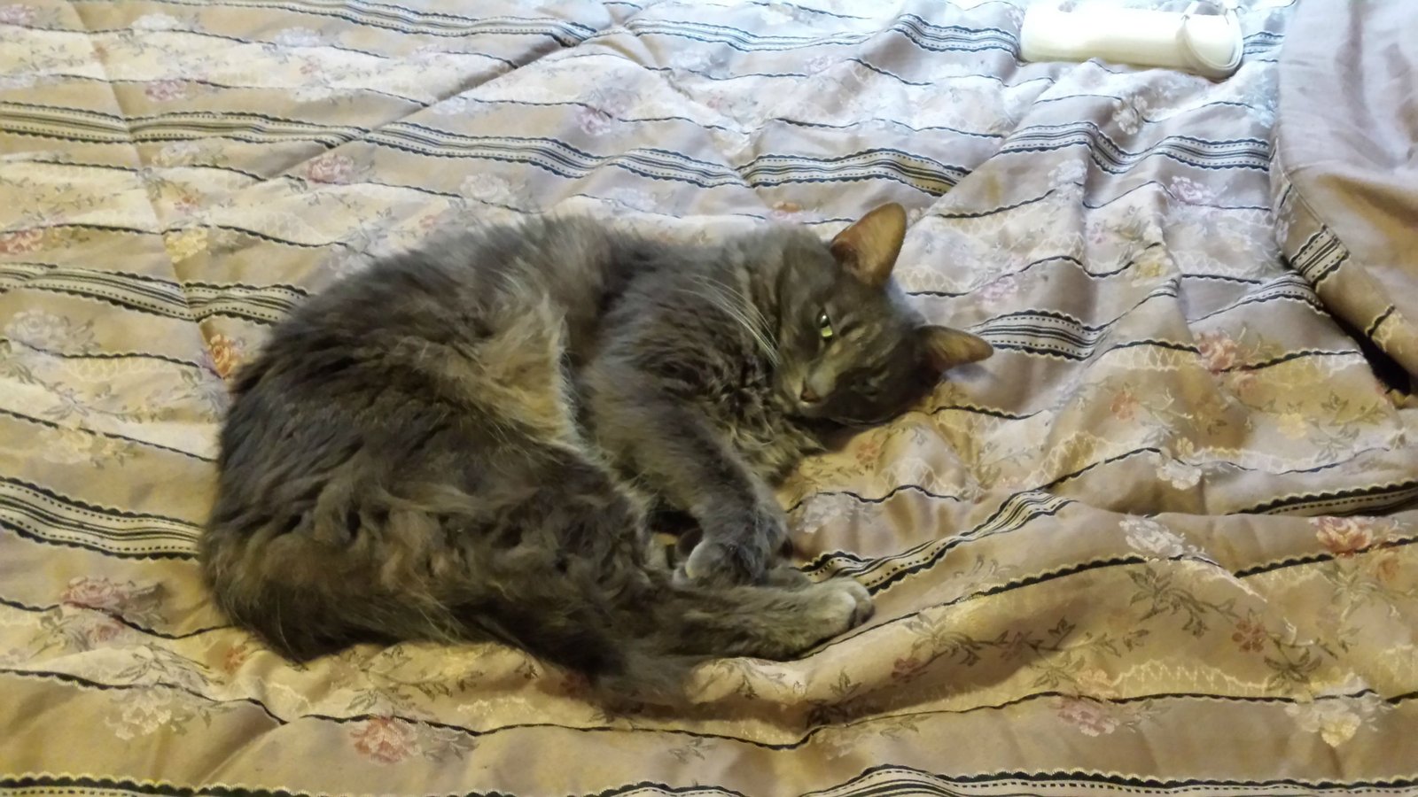 Lost Cat in Phoenix, Arizona — listing photo