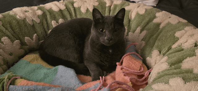 found cat in Kansas City, Missouri