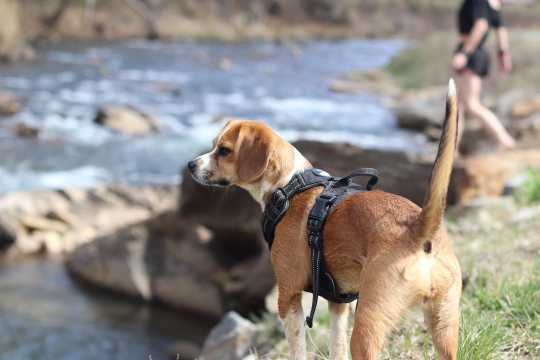 Lost Dog in Mars Hill — listing photo