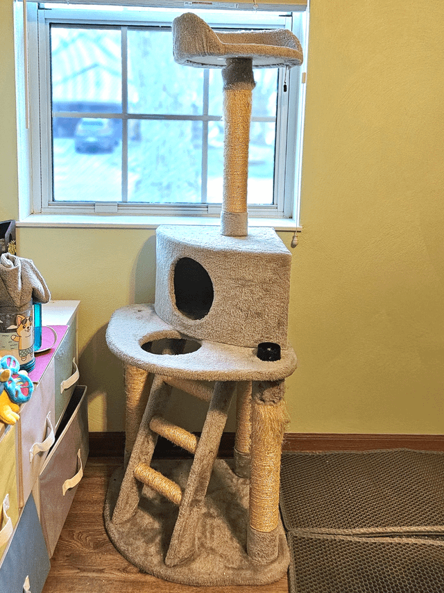 Lost Cat in Indianapolis, Indiana — Free old cat tree + toys!