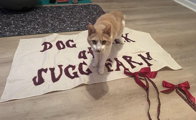 Lost Pet in Holly Springs — Pet Memorial in HS