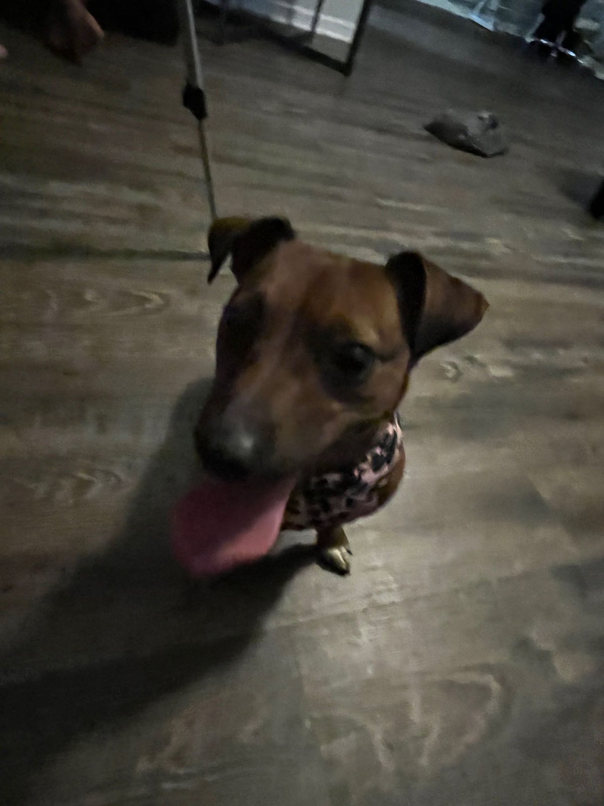 Lost Dog in Knoxville, Tennessee — listing photo