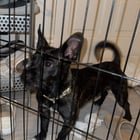 Lost Dog in San Diego, California — listing photo