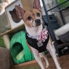 Found Dog in Dayton, Ohio — ❤️Before you scroll past--this little dog deserves a chance to be understood.❤️