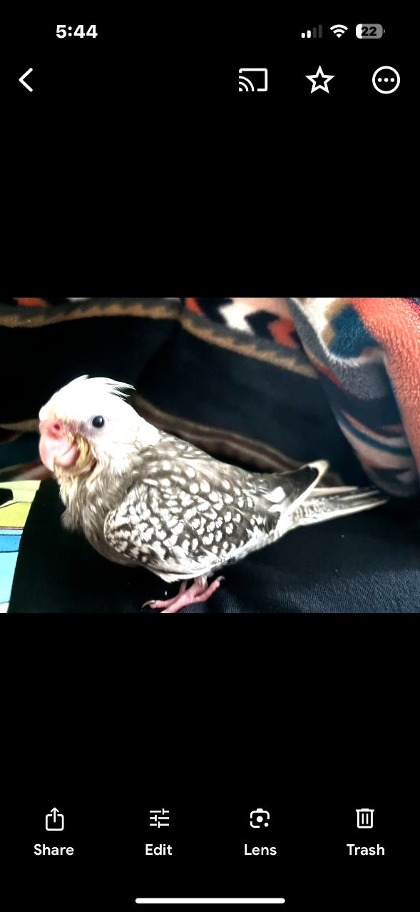 Lost Pet in Altamonte Springs, Florida — listing photo