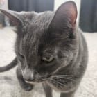 lost cat in Colorado Springs, Colorado