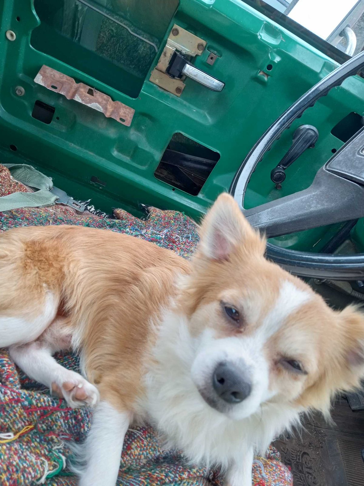 Lost Dog in Albemarle — listing photo