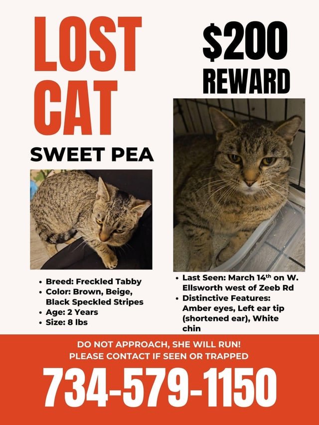 Lost Cat in Ann Arbor, Michigan — listing photo