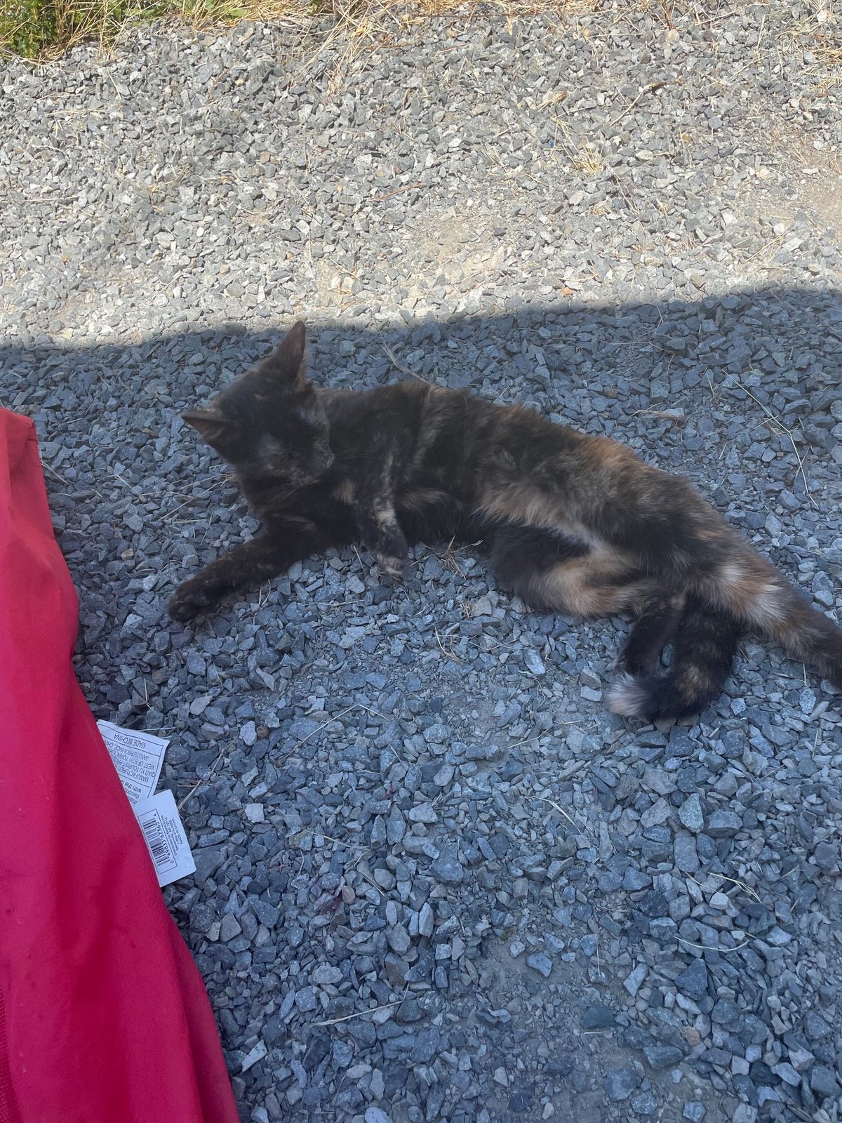 Lost Cat in Oceanside, California — listing photo