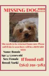 Lost Dog in Bell — listing photo