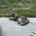 Lost Cat in Nampa, Idaho — listing photo