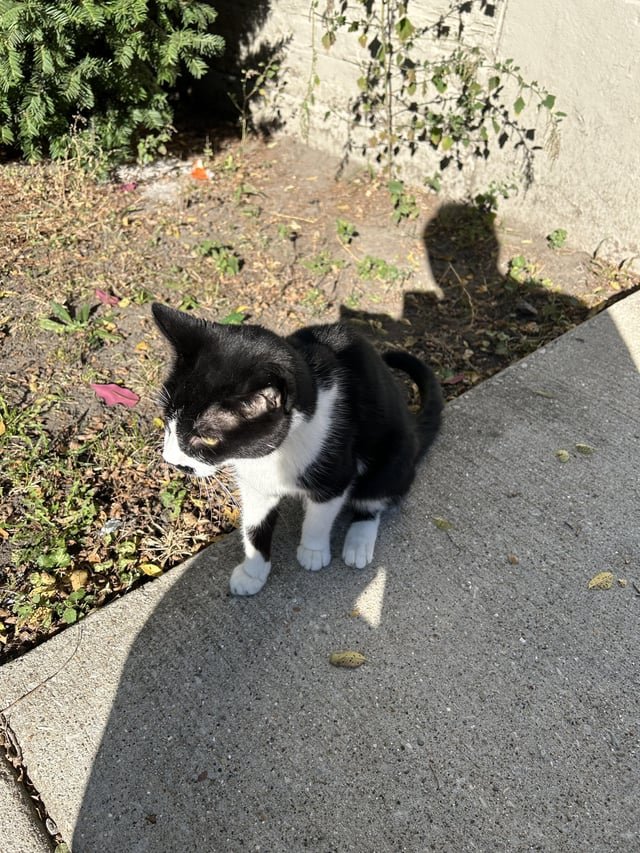 Lost Cat in Chicago, Illinois — Anybody missing a black and white cat in Lincoln Square? Very friendly and feels a little skinny.