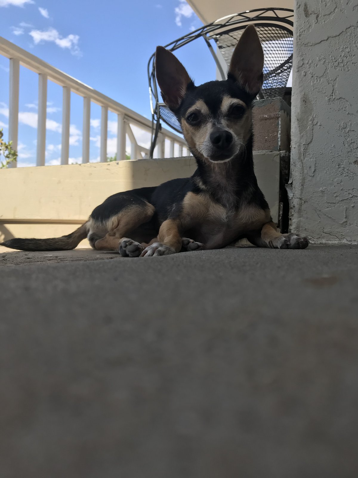 Lost Dog in El Paso, Texas — listing photo