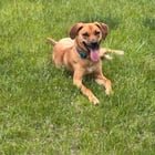 Lost Pet in Minneapolis, Minnesota — listing photo