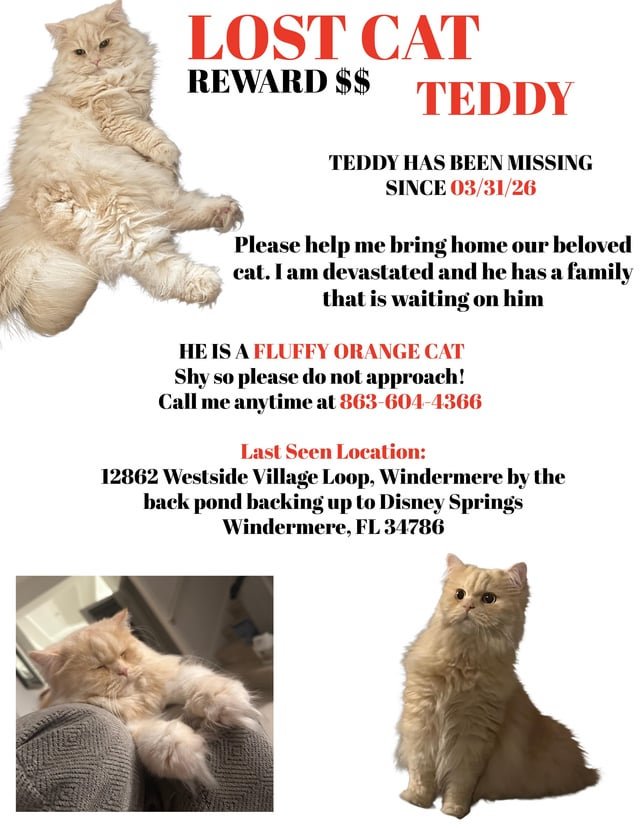 lost pet in Orlando, Florida