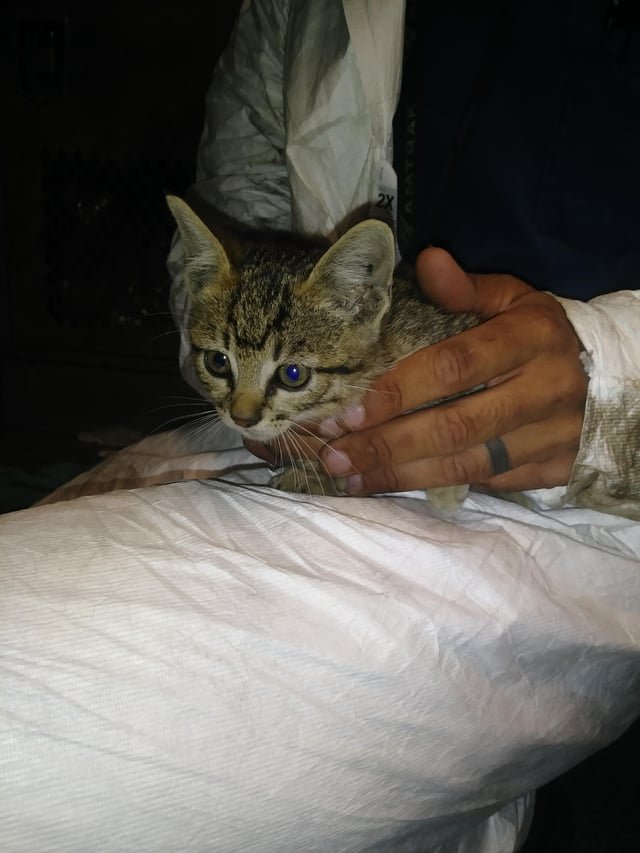 Found Cat in Los Angeles, California — listing photo
