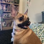 Lost Dog in Portland, Oregon — Devastating update for lost dog in SE