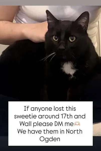 lost cat in Beaverton, Oregon