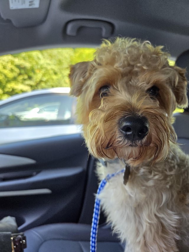 Found Dog in Winston-Salem, North Carolina — listing photo