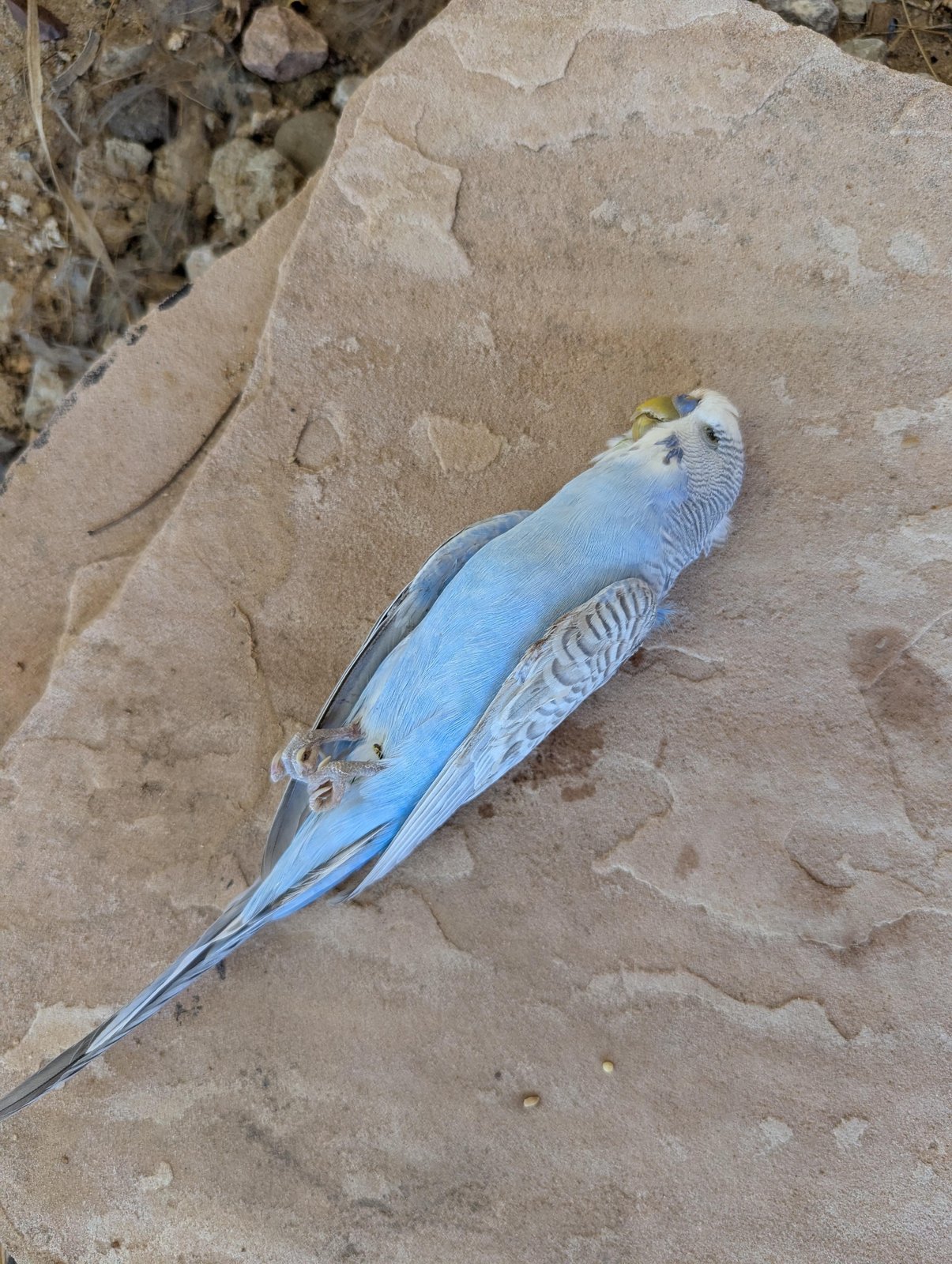 Found Pet in Albuquerque, New Mexico — listing photo