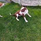 Found Dog in Spokane, Washington — Dog found near Montgomery and Ash