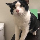 Found Cat in Mesa, Arizona — Tuxedo cat found - looking for owner