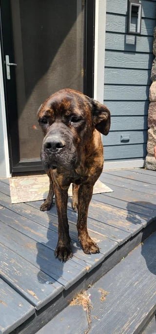 lost dog in Indianapolis, Indiana