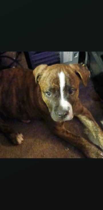 Lost Dog in Lakewood, Ohio — listing photo