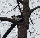 Found Dog in Des Moines, Iowa — I don't even like cats, but this poor cat seems stuck