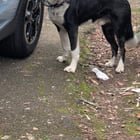 Found Dog in Portland, Oregon — listing photo