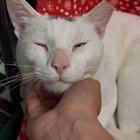 found cat in Washington, District of Columbia
