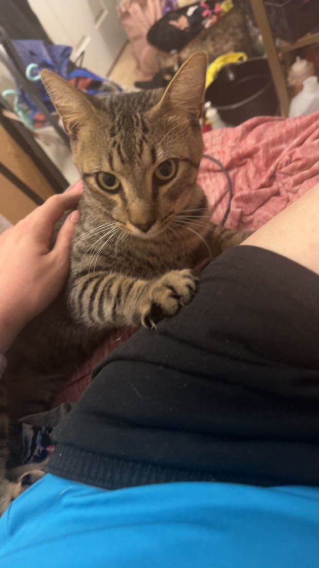 Lost Cat in Tampa, Florida — listing photo