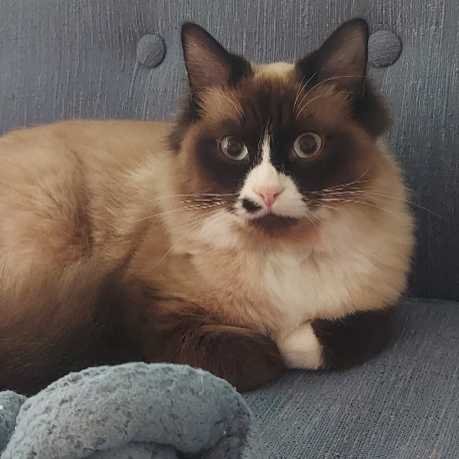 Lost Cat in Enumclaw — listing photo